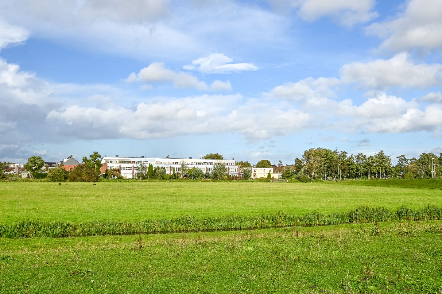 Foto 1 van Engels Gras 64