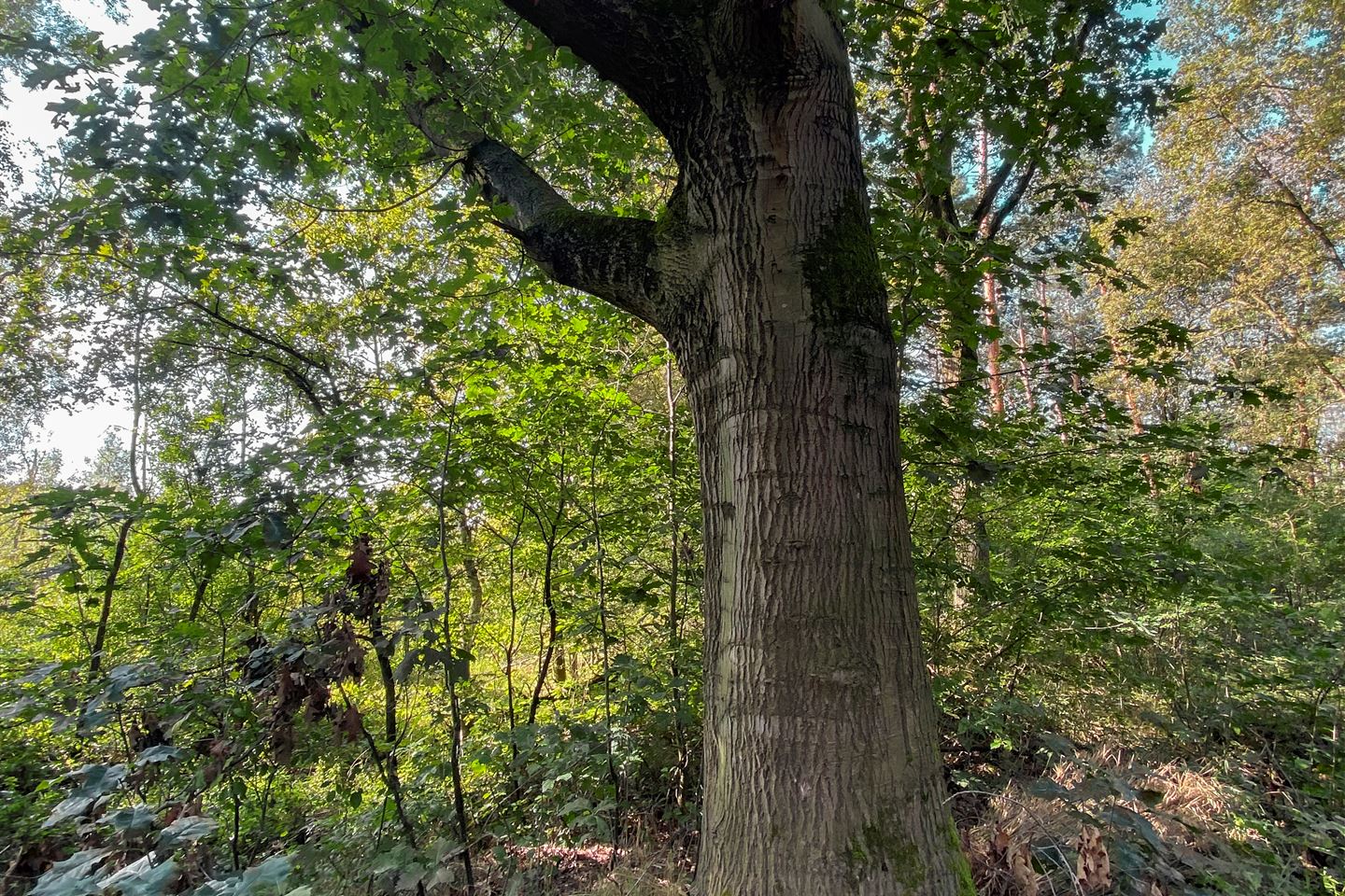 Bekijk foto 5 van Rinkesfort