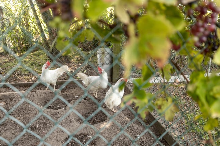 Foto 44 van Buorren 53