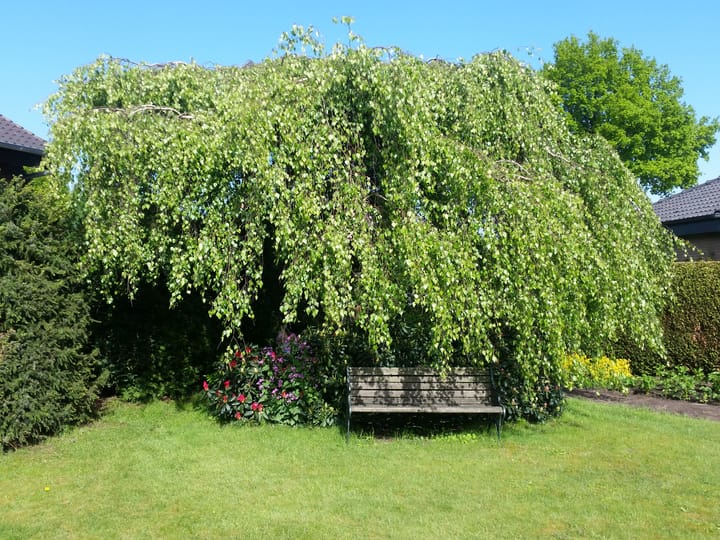 Foto 51 van Steenebarg 6