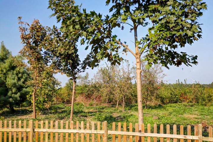 Foto 78 van Schaapsbrug 10