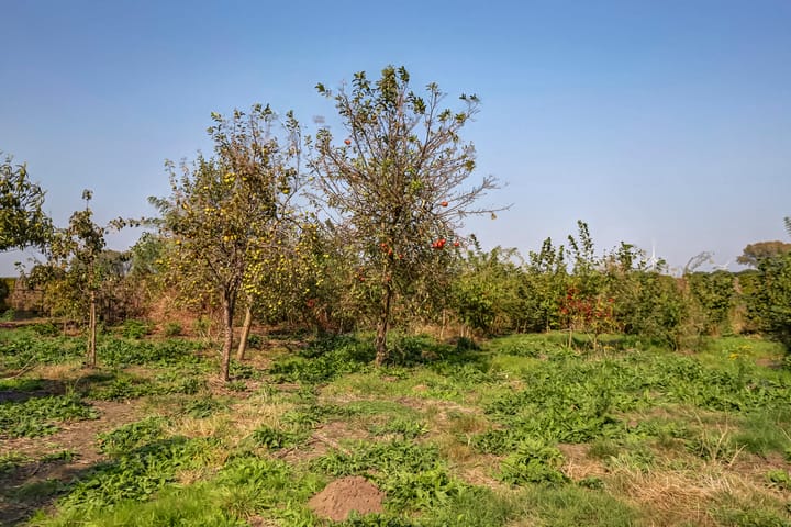 Foto 80 van Schaapsbrug 10