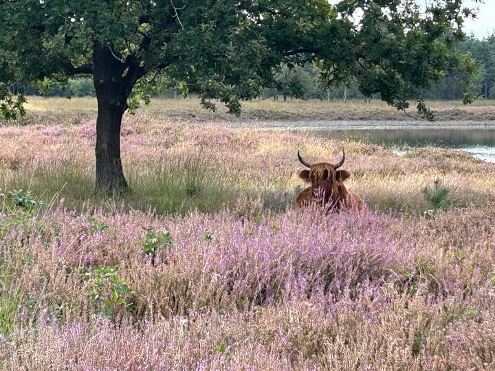 Foto 38 van Bosrand 109