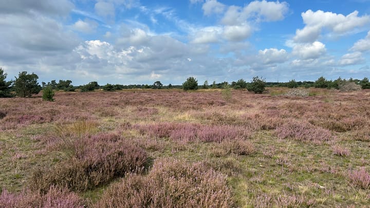 Foto 39 van Bosrand 109