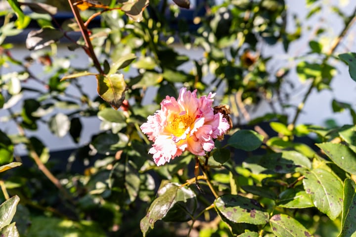 Foto 36 van Boven Havendijk 10