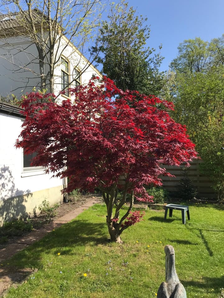 Foto 42 van Kerkstraat 50