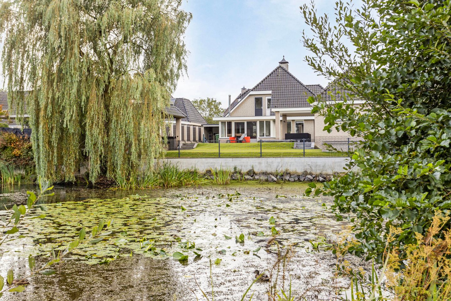 Foto 1 van Pinksterbloem 6