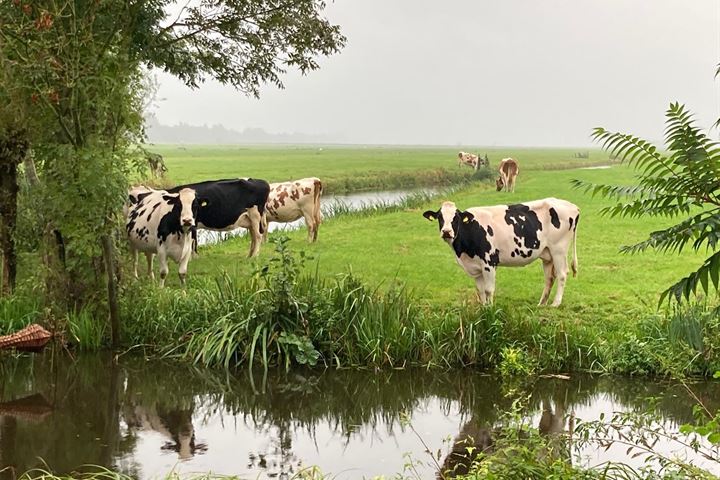 Bekijk foto 87 van Oost-Vlisterdijk 21