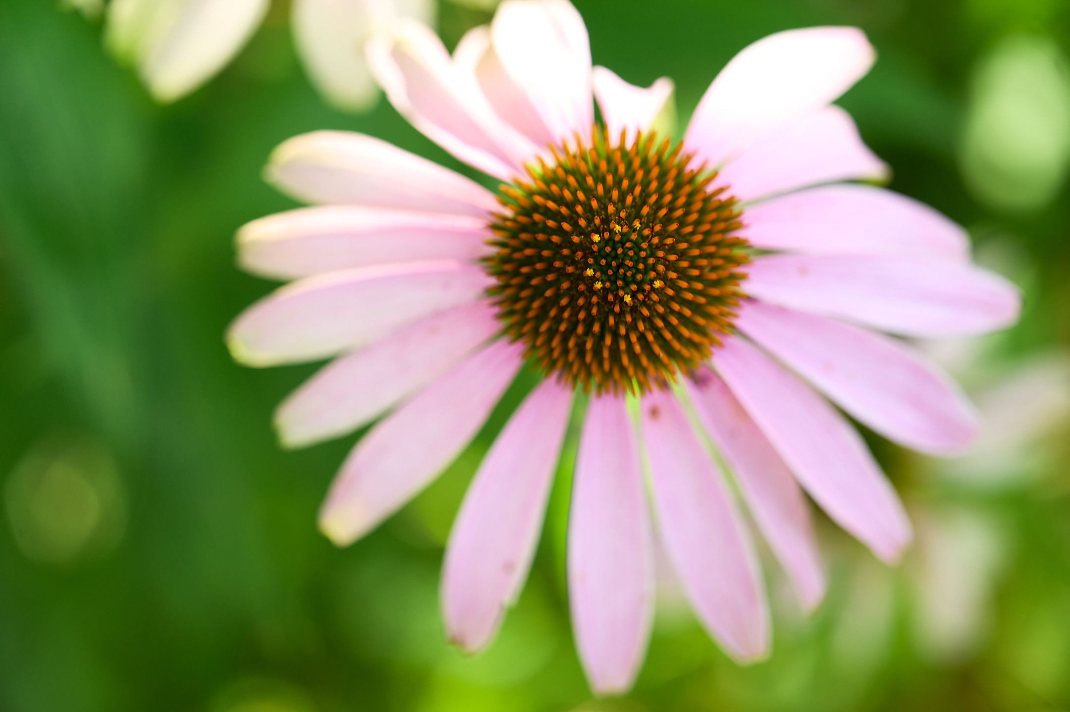 Foto 33 van Sporkehout 67