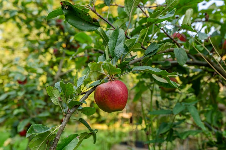 Foto 57 van Bosdijk 2-A