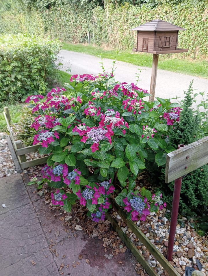 Photo 32 of Boslaan 1-R193