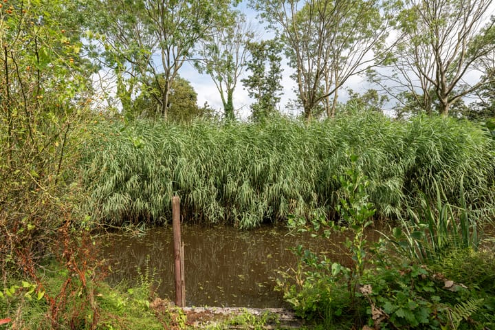 Foto 33 van Luzerneklaver 25