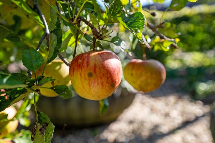 Foto 7 van Binnenhof 25