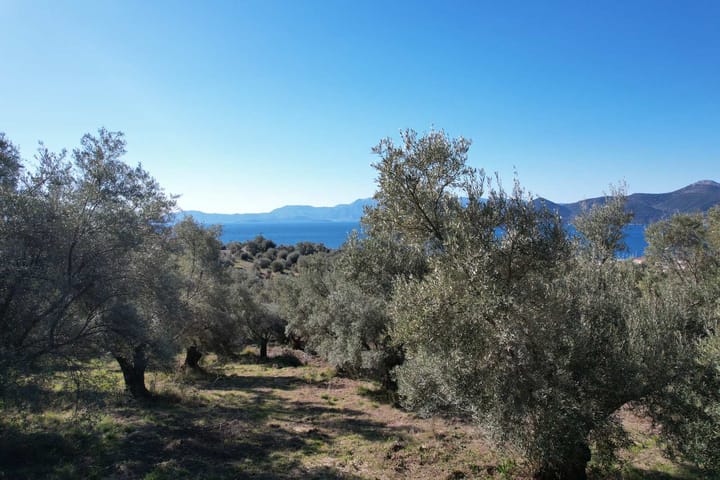 Foto 21 van paleros hills