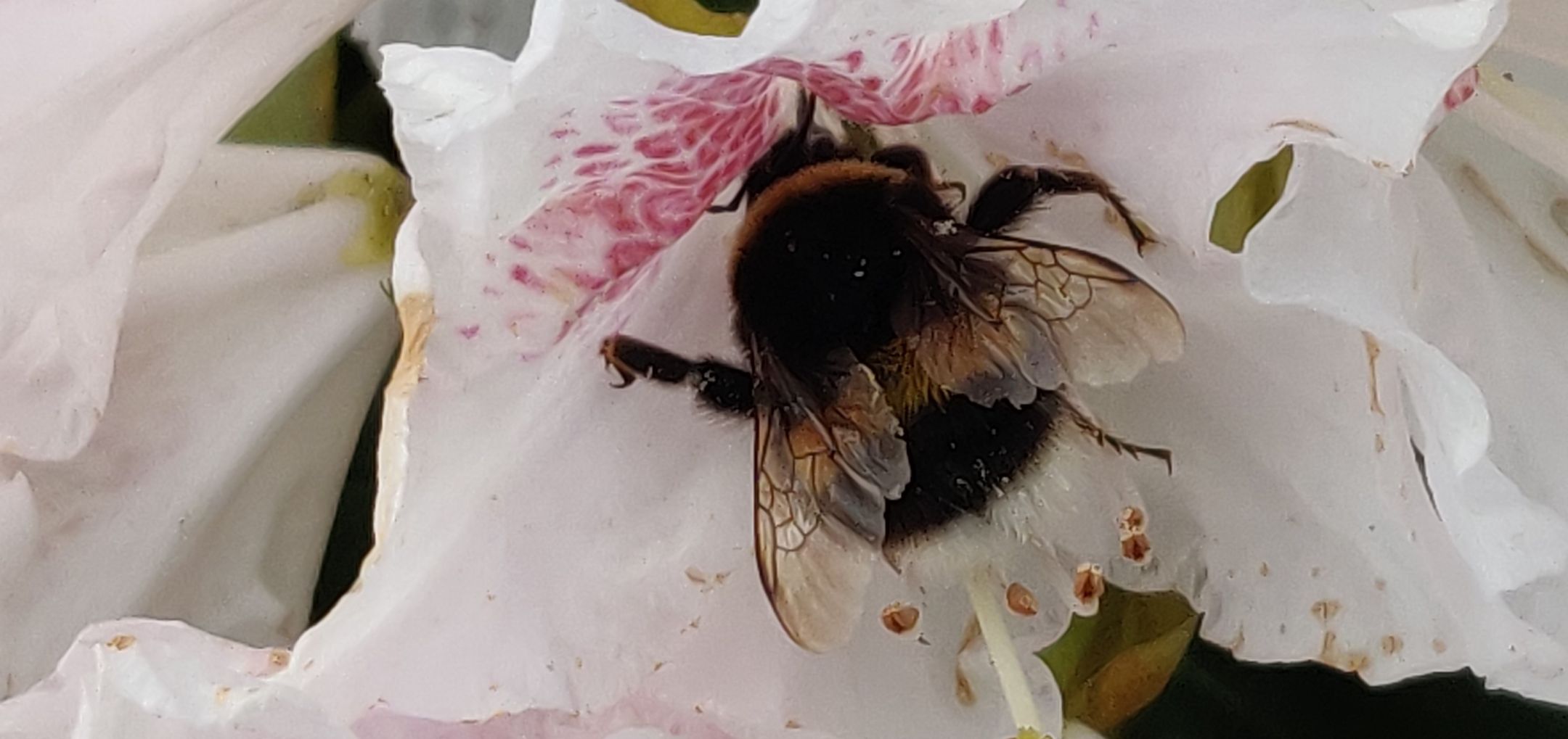 Foto 45 van Duinweg 4