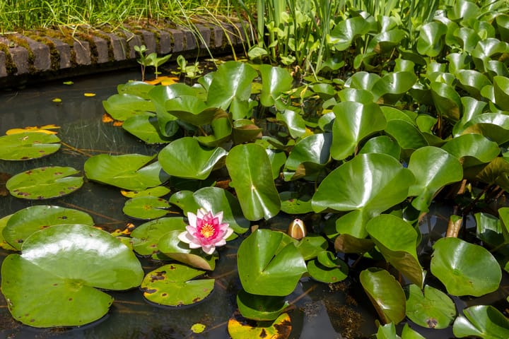 Foto 35 van Notaris Stephanus Roesstraat 34