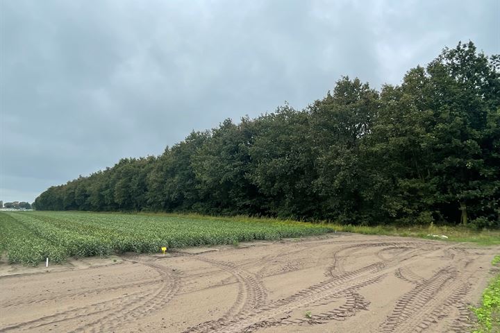 Sevenumsedijk, Grashoek