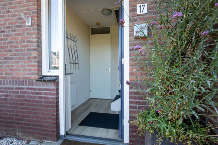 Bekijk foto 5 van Dwergmuis 17