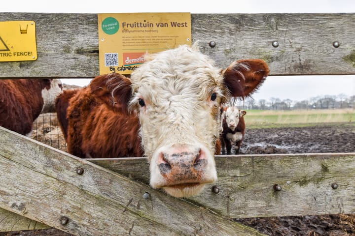 Foto 21 van J.M. den Uylstraat 75