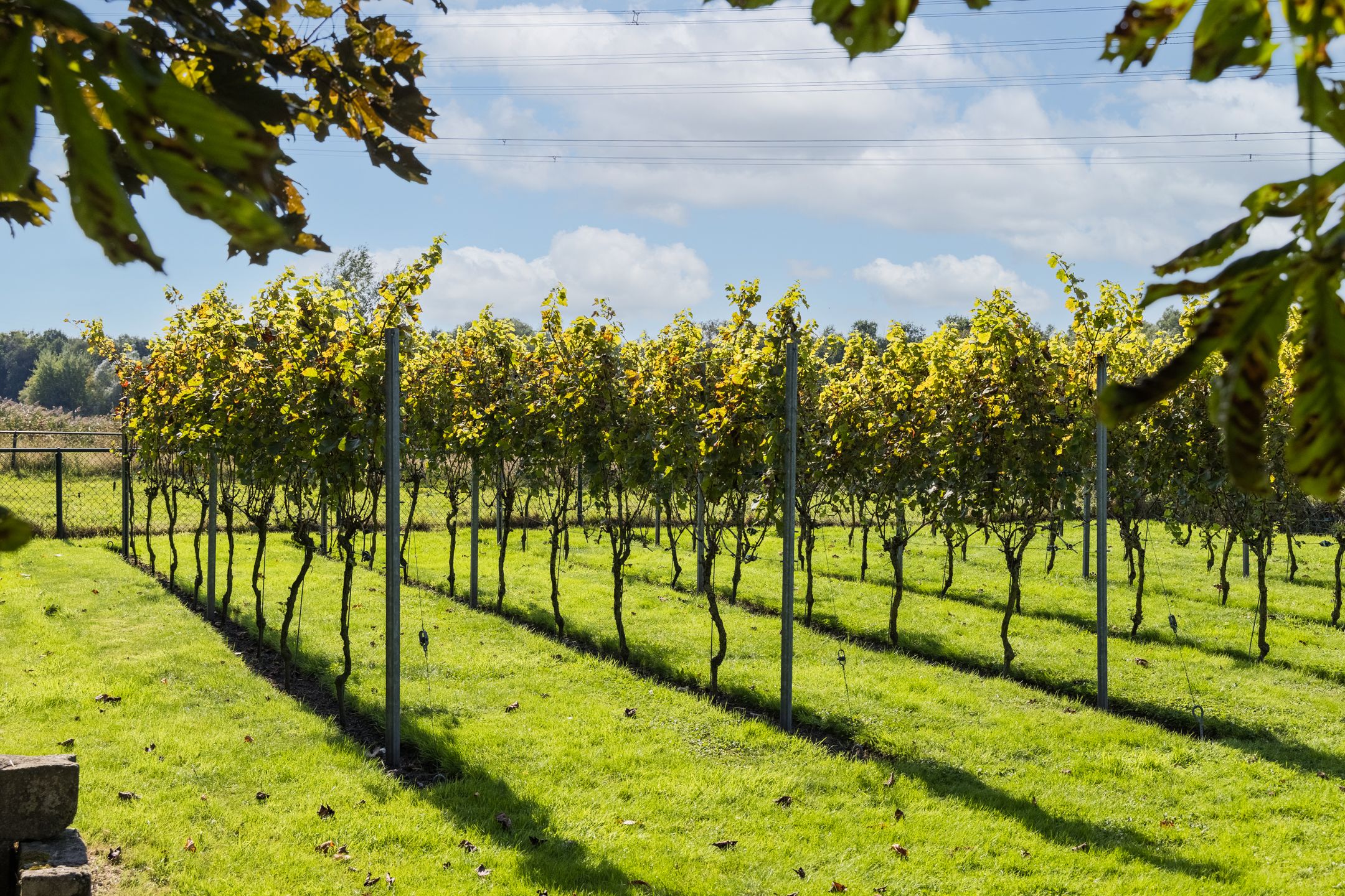 Foto 54 van Waalstraat 25