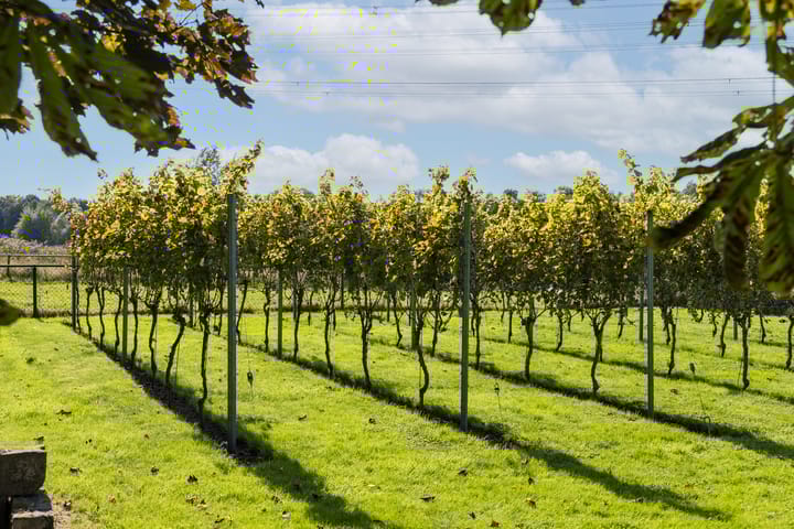 Foto 54 van Waalstraat 25