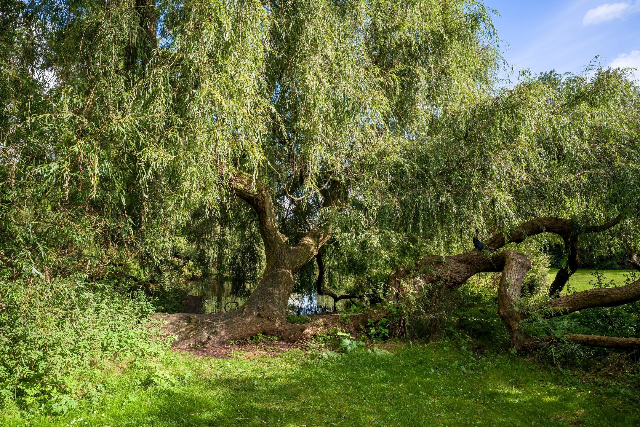 Foto 42 van Koningslaan 46-D