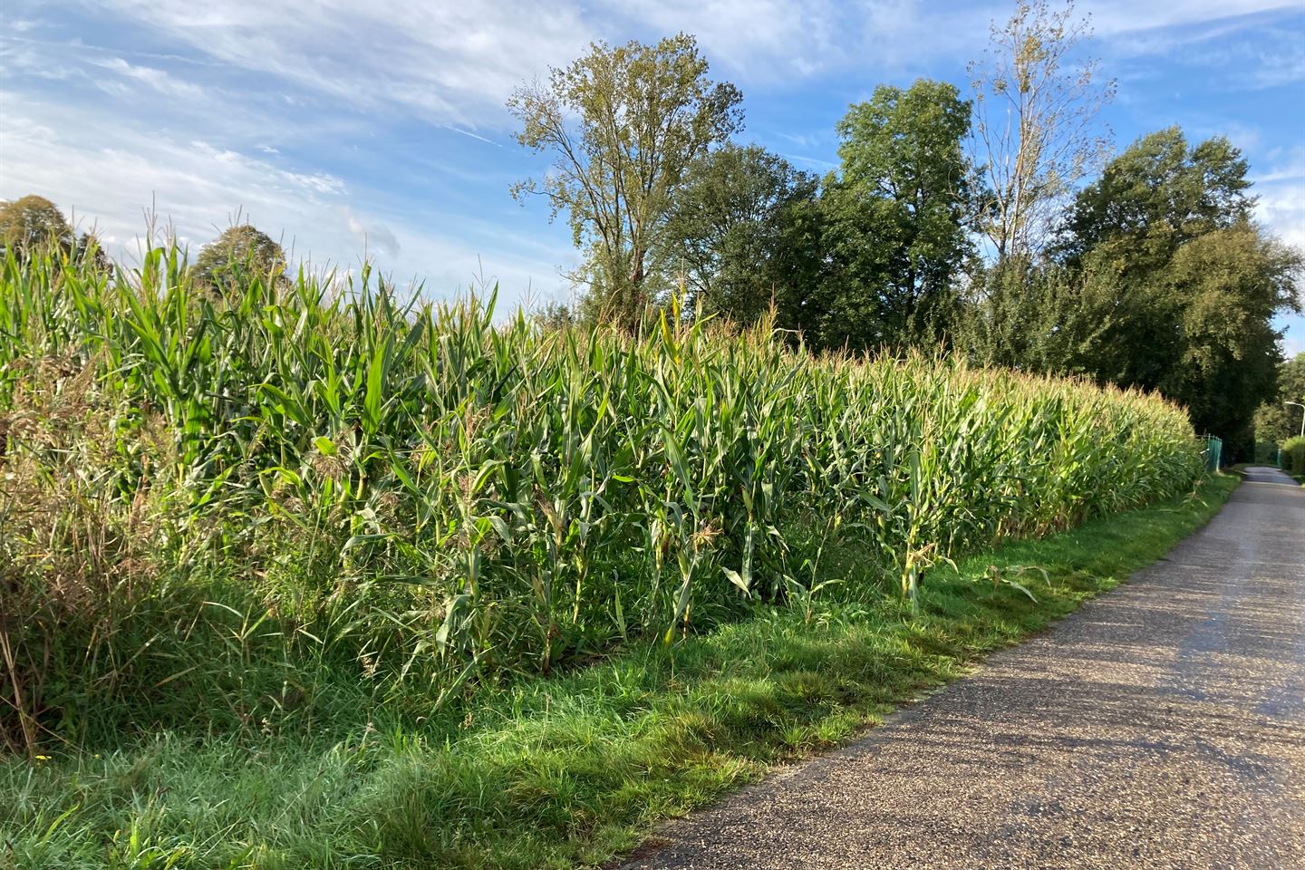 Bekijk foto 3 van Begijnhofweg