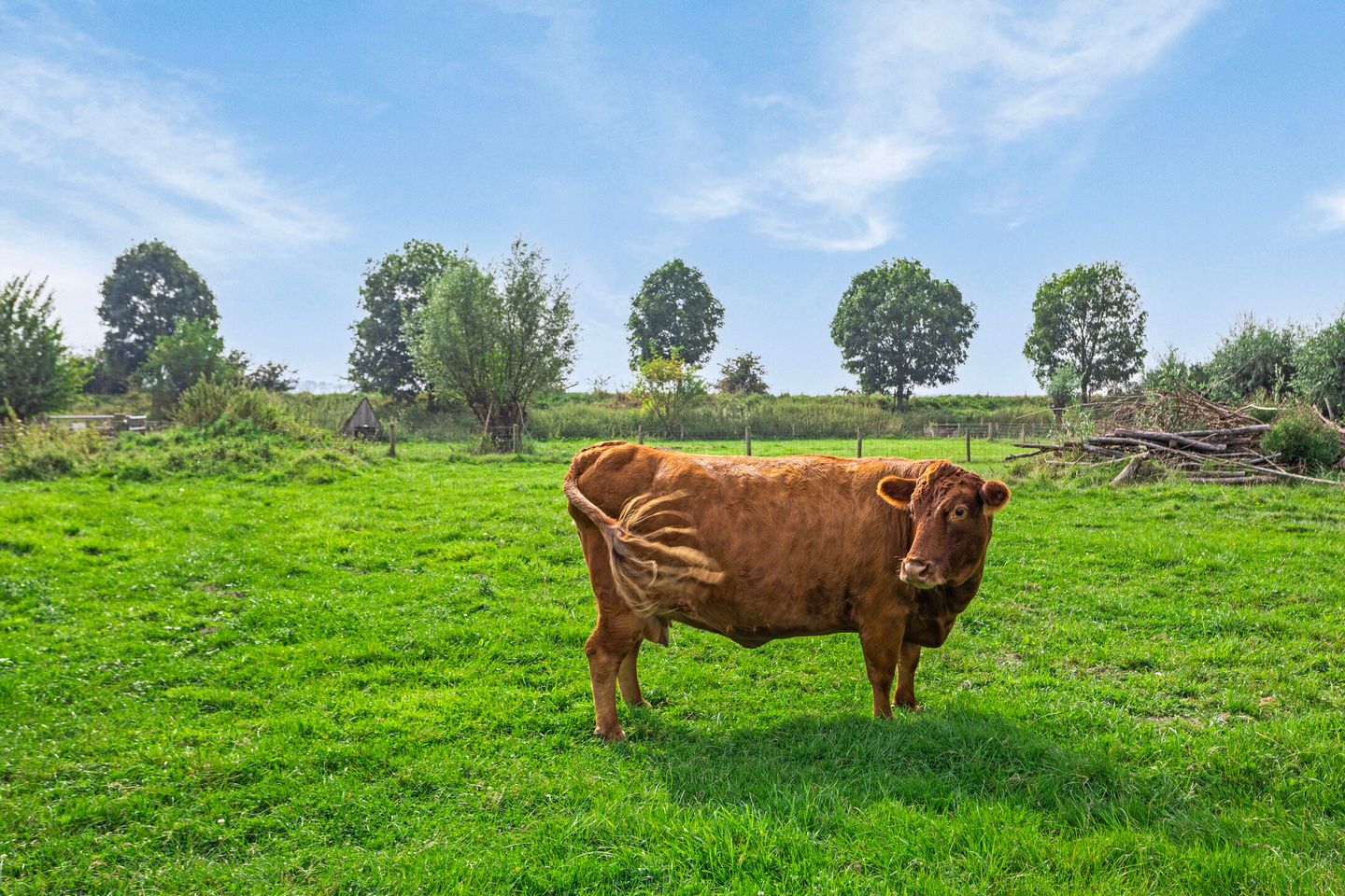 Foto 64 van Isabellaweg 16