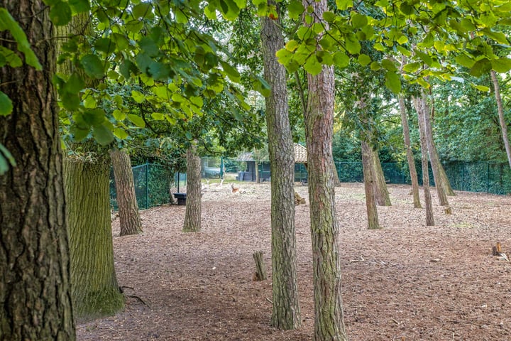 Bekijk foto 45 van Konijnenberg 58