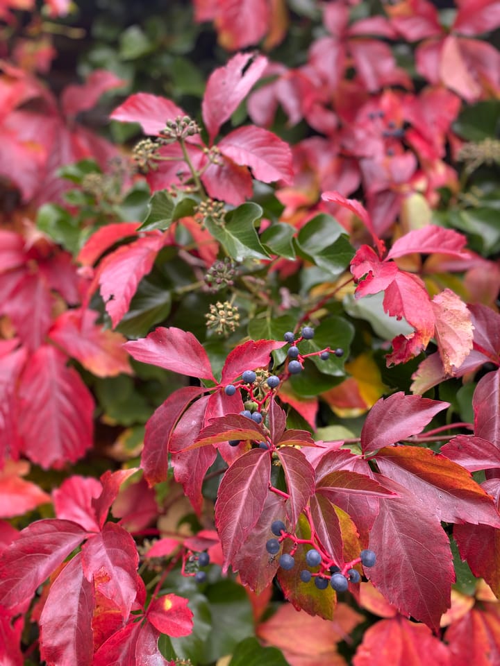 Foto 5 van Diopter 166