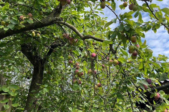 Foto 83 van Binnendamseweg 36