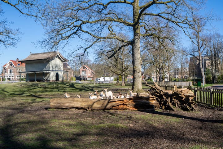 Foto 39 van Beilerstraat 83