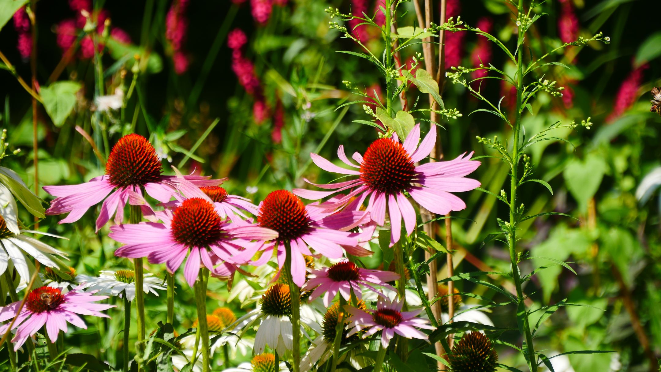 Foto 69 van Dennendijk 35