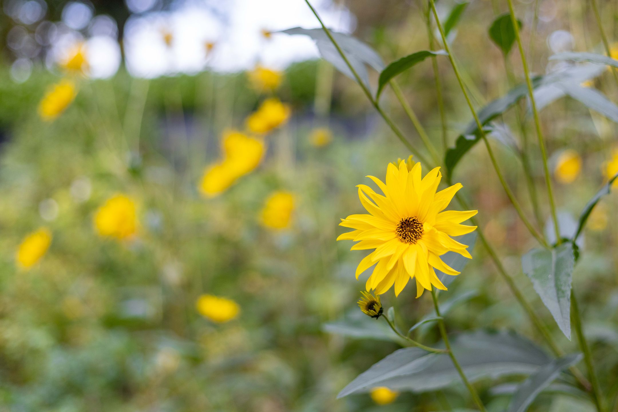 Foto 81 van Dennendijk 35