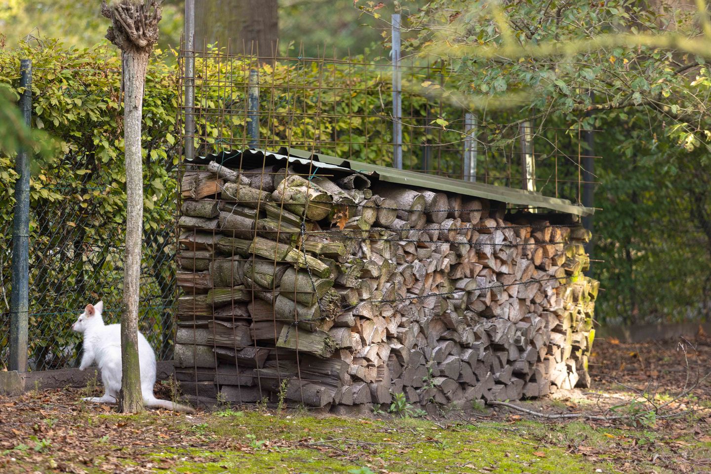 Foto 95 van Dennendijk 35