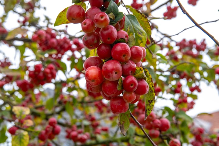 Foto 62 van Hogestraat 15