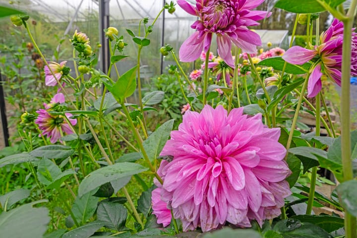 Photo 78 of Dwarsweg 2