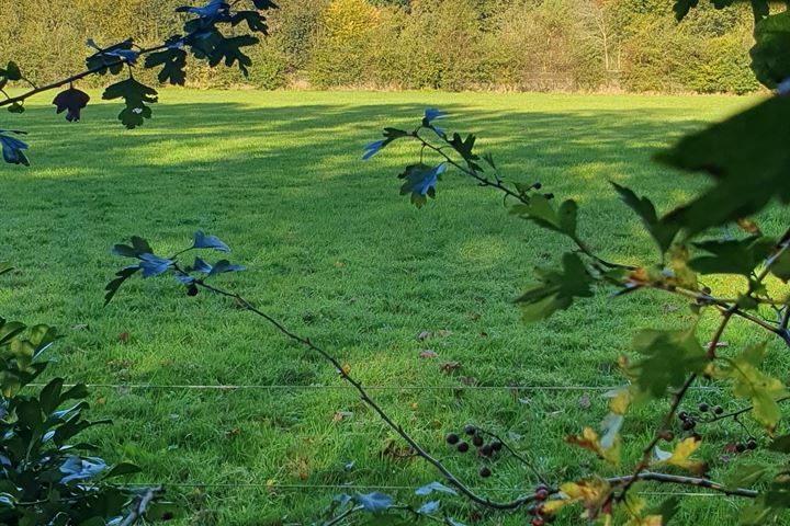 Bekijk foto 3 van Vinkenkamp - Condor