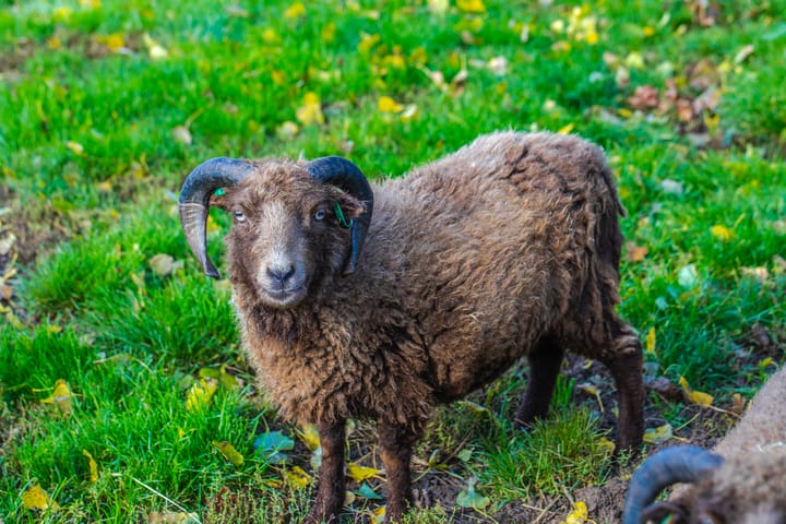 Foto 41 van Polderdijk 9