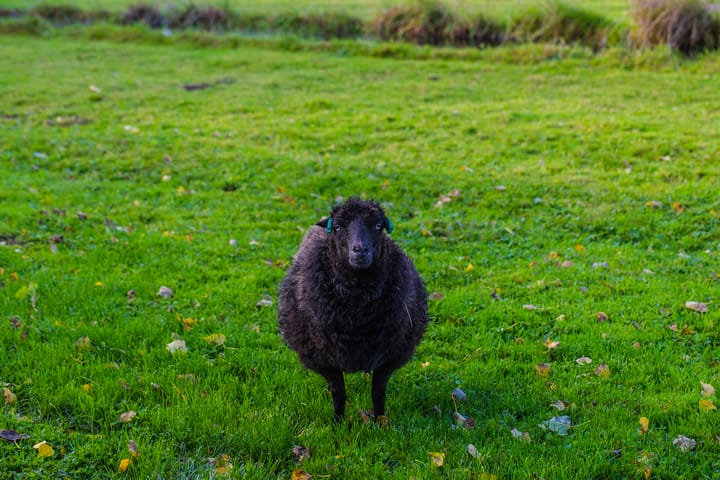 Foto 40 van Polderdijk 9