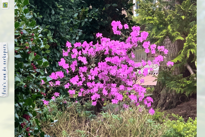 Foto 33 van Tuinweg 14