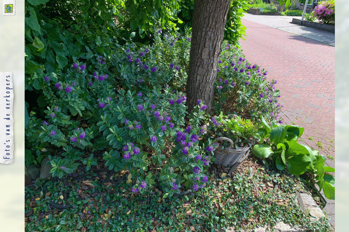 Foto 35 van Tuinweg 14