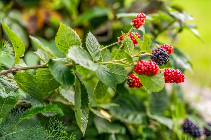 Foto 42 van Schebbelaarsestraat 7