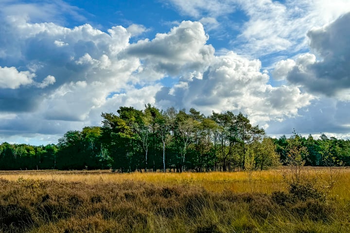 Bekijk foto 80 van Schotkampweg 159