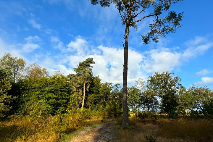 Bekijk foto 82 van Schotkampweg 159