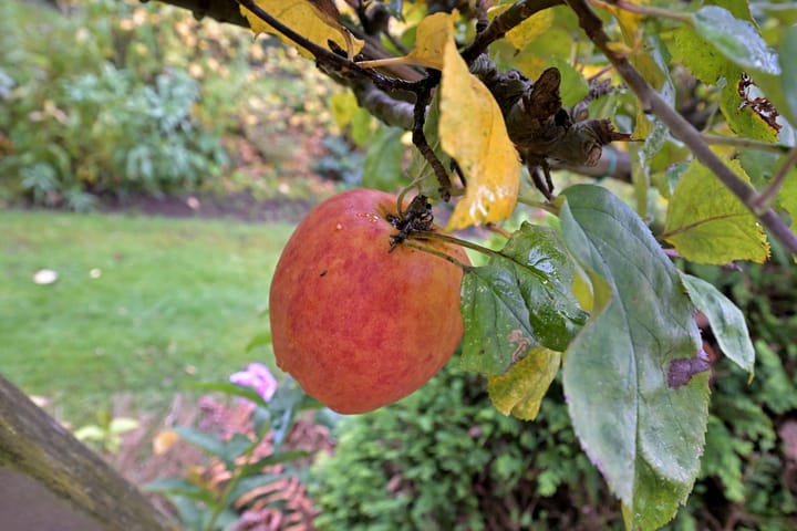 Foto 54 van Houtwal 22