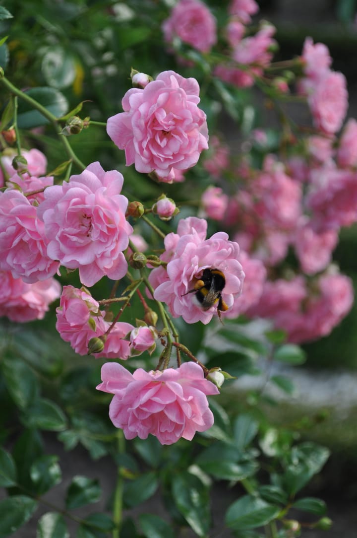 Foto 61 van Daalzicht 15