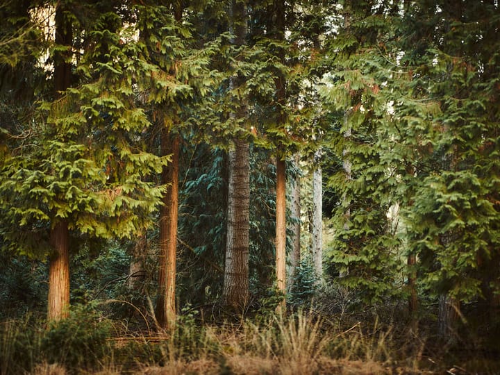 Foto 21 van Brigadelaan 11