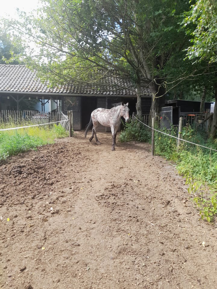 Foto 38 van Hoogeweg 11