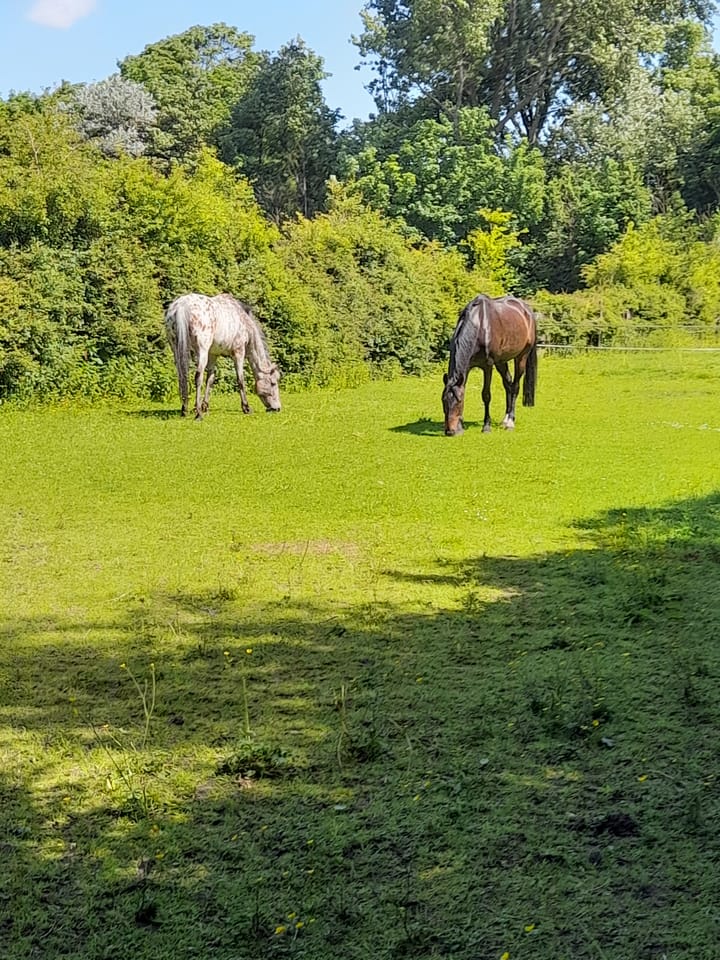 Foto 40 van Hoogeweg 11